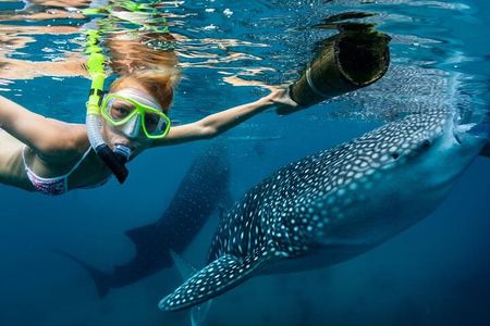 Whale Shark Encounter and Sumilon Sandbar with Kawasan Falls