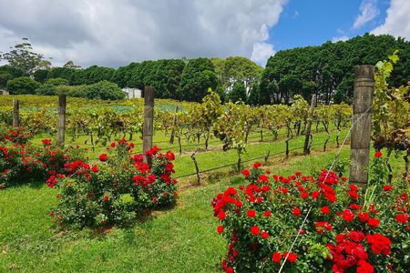 Full-Day Guided Wine Tour in Mt Tamborine From Gold Coast 