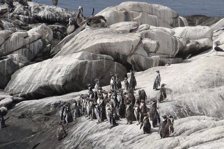 Private Valparaiso, Nautic Visit Penguins Island & Horse Riding