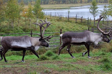 Summer Traditional Reindeer Farm Tour in Rovaniemi