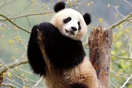 1-Day Panda Base and Huanglongxi old town Private Tour from Chengdu
