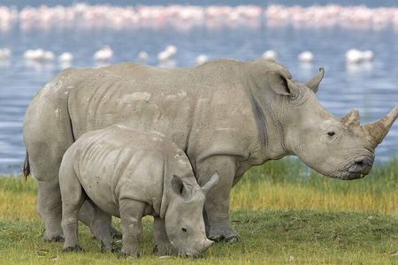 Full Day Hluhluwe Imfolozi Pvt Game Reserve Safari from Durban