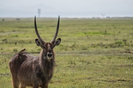  4 Days Safari to Tarangire, Serengeti and Ngorongoro
