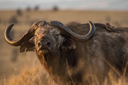 Full Day Private Tour to Arusha National Park 