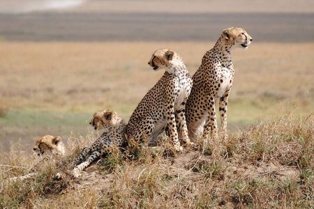 6 Days, Budget Group Safari to Masai Mara, Lake Nakuru & Amboseli
