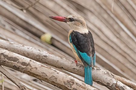 4-Days Private Tour in Nyerere National Park-Selous Game Reserve 