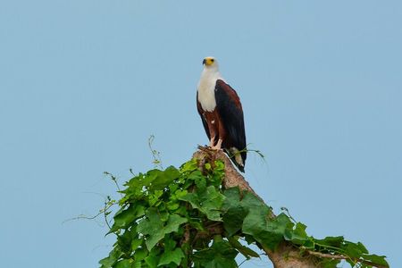 From Arusha: 11 Days famous Serengeti Inside out safari trip