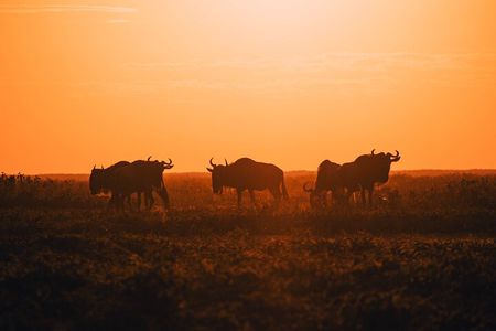 4-Day Private Luxury Safari Tour from Tanzania