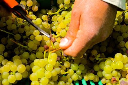 Los Santos Valley Wine Experience & Mountain Tour from San José