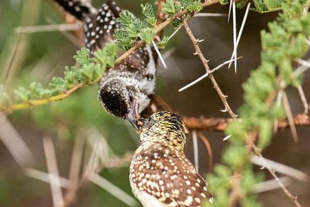 3 Days Taste of Tanzania Standard Safari