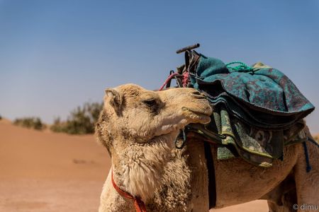 4 days trek - The legs of camels