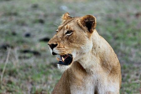 3 Days Mara Jambo Shared Safari Adventure