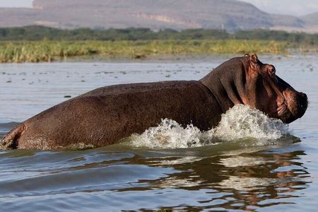 5 Days Masai Mara, Lake Nakuru & Naivasha Budget Joining Safari