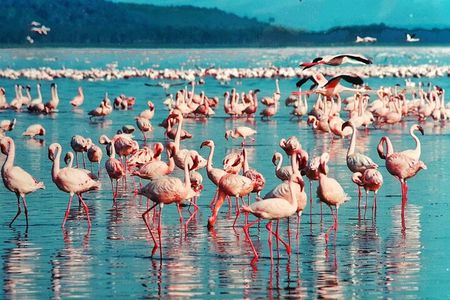 5 Days Masai Mara, Lake Nakuru & Naivasha Budget Joining Safari