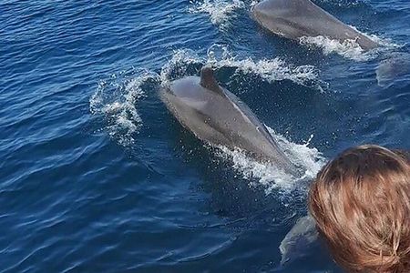 Wild dolphins encounter & snorkeling 