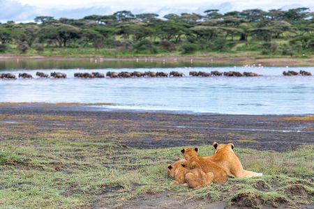 From Arusha: 11 Days famous Serengeti Inside out safari trip