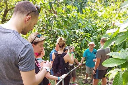 Chocolate and Coffee Tour Farm Don Jorge