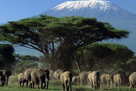 Amboseli National Park Day tour; Free Wifi Connection