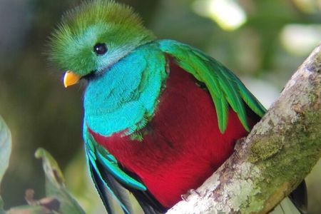 Monteverde Cloud Forest serching for the Quetzal