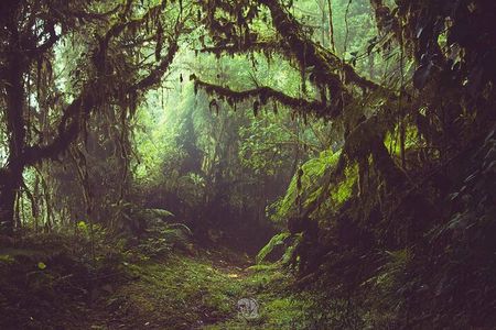 Monteverde Cloud Forest Suspension Bridges with Naturalist Guide