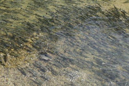 Salmon Watching Experience