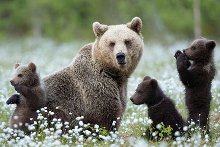 Guaranteed Lapland Bear-Watching Evening Experience