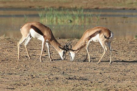 Aquila Big 5 Safari with Wine & Cheese Tasting from Cape Town