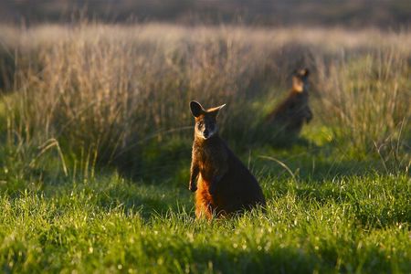 Full-Day Private Australian Wildlife Tour of Phillip Island