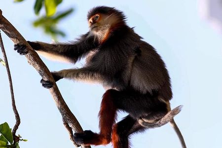 Endangered Monkeys Watching - Red Shanked Douc Langurs
