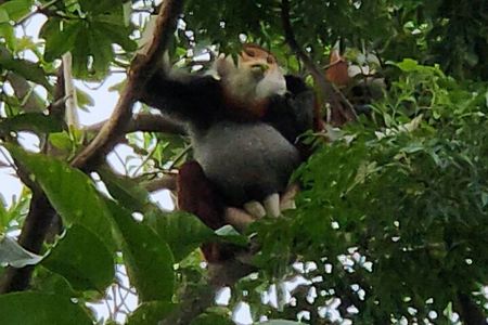 Endangered Monkeys Watching - Red Shanked Douc Langurs