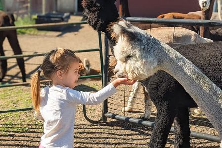 Alpaca and Llama Farm Tour