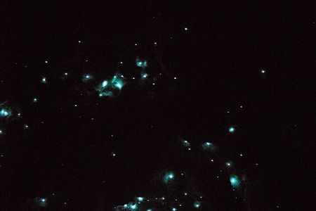 Glow Worm Caves Express Tour in Bay of Islands 