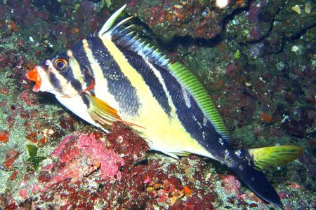 Enjoy diving In Izu,discover scuba diving for nondiver.