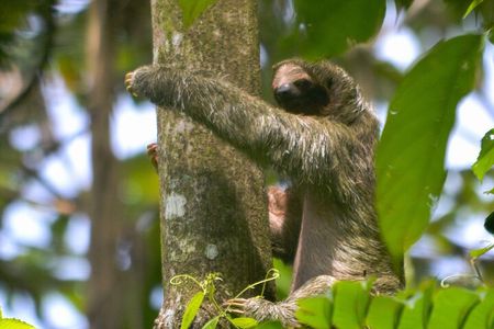 Slothies and Birds Sightseeing 
