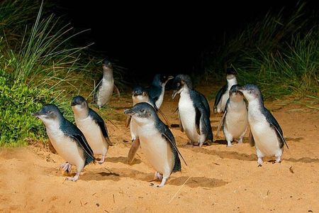 Phillip Island: Golden Hour Penguin Express Tour w/ Island Pickup
