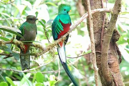 Monteverde Birdwatching and wildlife tour 