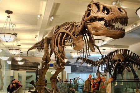 American Museum of Natural History Admission Ticket