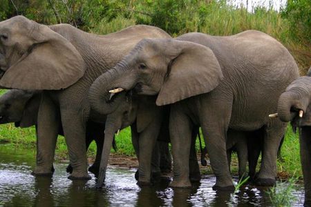 Kruger National Park 3 Day Full Board Safari From Johannesburg