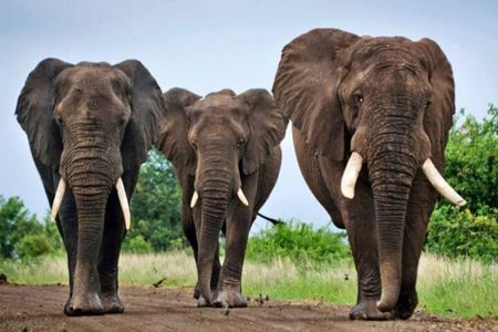 Half Day Safari Hluhluwe Imfolozi Reserve fr Richards Bay