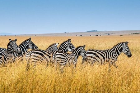 Tala Game Reserve, Phezulu Safari Park & Market Tour from Durban