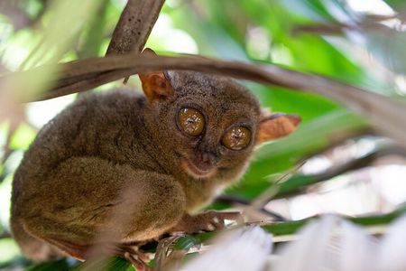 Bohol Chocolate hills and Nature tour 