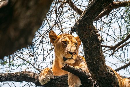 Wonders of Nature: 5-Day Tanzania Wildlife Safari Adventure