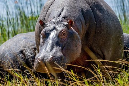 1 Day Safari to Akagera national park-Big5 Safari