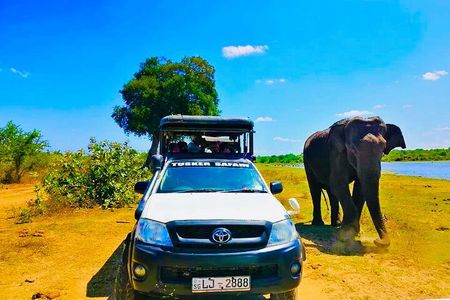 Udawalawe National Park- 4 Hour Private Safari Tour