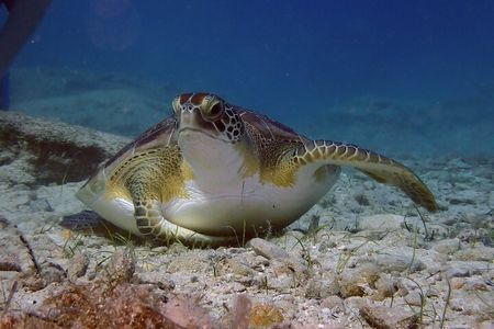Guided snorkeling trip to the turtles in Protaras