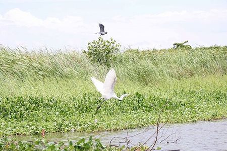  Mangroves and birdwatching in Monterrico from Quetzal Port.