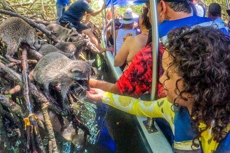 Magical Full-Day Tour Through The Mangroves And The Beach In Isla de Barú