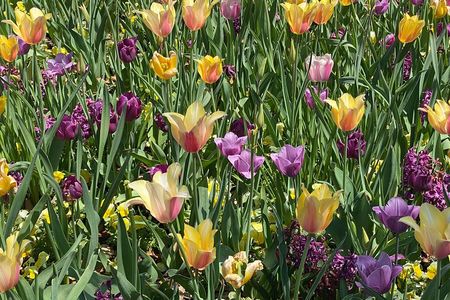 Dallas Arboretum and Botanical Gardens Tour