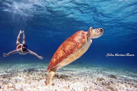 Star and Turtle Sanctuary Snorkeling Tour in Cozumel