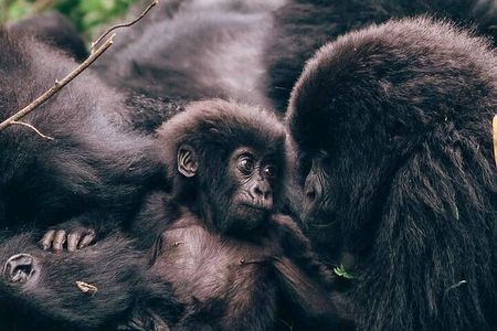 1 Day Rwanda Gorilla Trekking